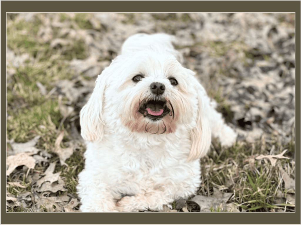 A printed photo of a dog, representing the many physical photographs that need organizing.